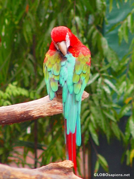 Postcard A Parrot
