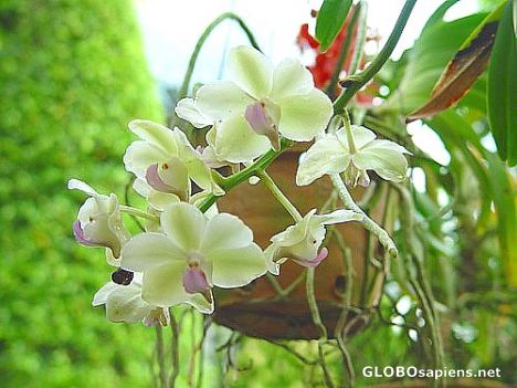Postcard Flower