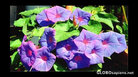 Postcard Glory Vine - glorious food!