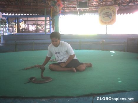 Postcard snake charmer in bangkok