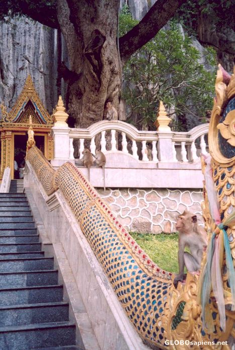Postcard Monkeys at Tham Khao Luang Cave
