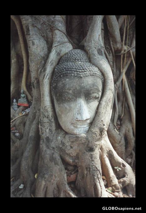 Postcard Budha head.