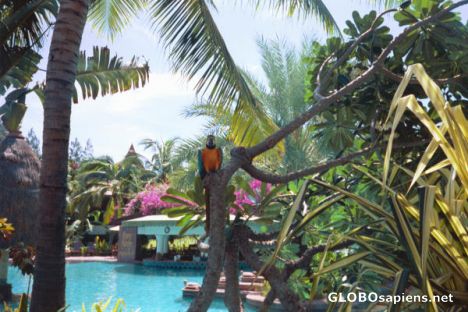 Postcard Bird