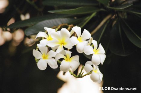 Postcard Frangepanie flowers