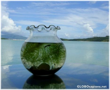 Postcard Goldfish' view of Koh Phangan