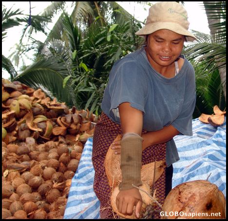 Postcard coconuts and copra = big money for a few