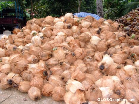 Postcard Coconuts galore at coconut farm