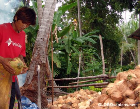 Postcard Sheer hard work - coconut dehulling
