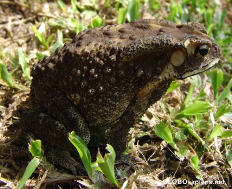 Postcard Kahng Kohk is Thai for Toad