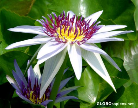 Postcard Lotus flowers