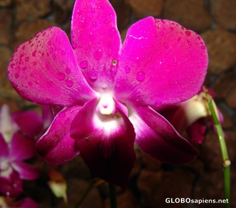 Postcard Orchid in the rain