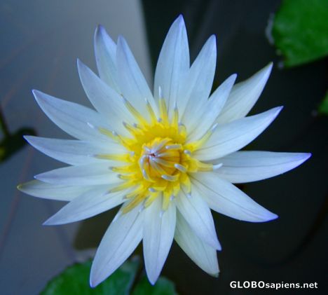 Postcard Blue Water Lily
