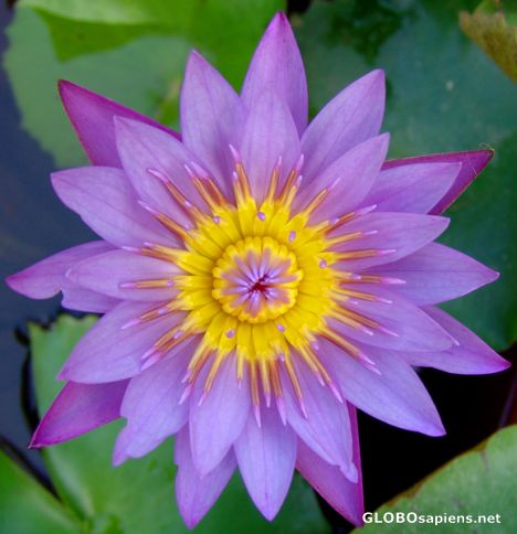 Postcard Bua, Teratai, Nymphaeceae or Water Lily