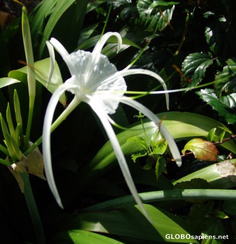 Postcard Spider Lily