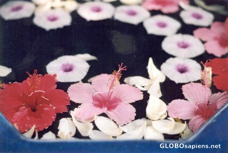 Postcard Flowers at Ban Sabai Spa