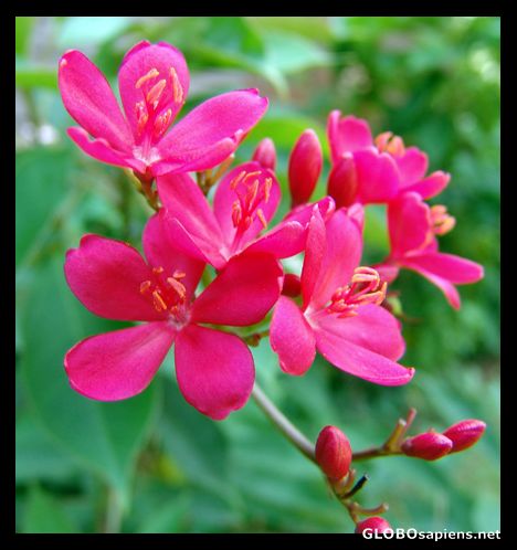 Postcard Equatorial blossom