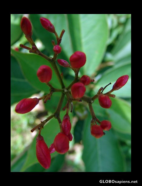 Postcard Kim Pak Avea in bud