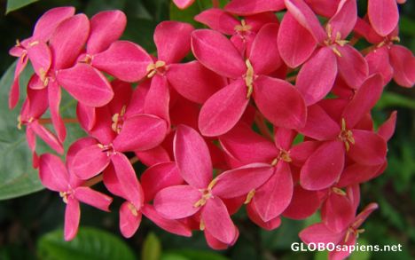 Postcard kim pak avea in flower