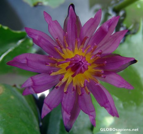Postcard Lotus Blossom