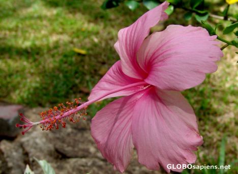 Postcard pink hibiscus