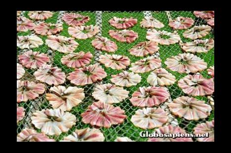 Postcard Drying squid on Ko Sukorn