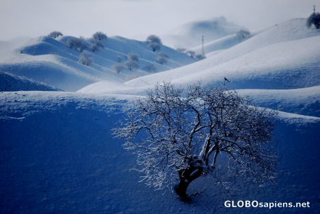 Postcard Lonely tree