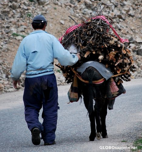 Postcard A man and his donkey