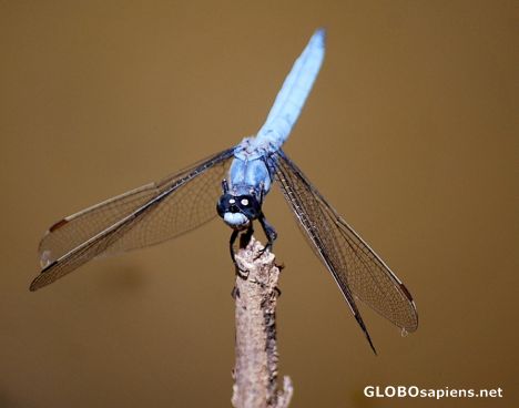 Postcard Dragonfly