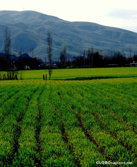Postcard Spring near Dushanbe