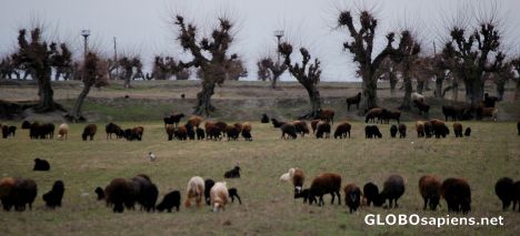 Postcard Pasturing