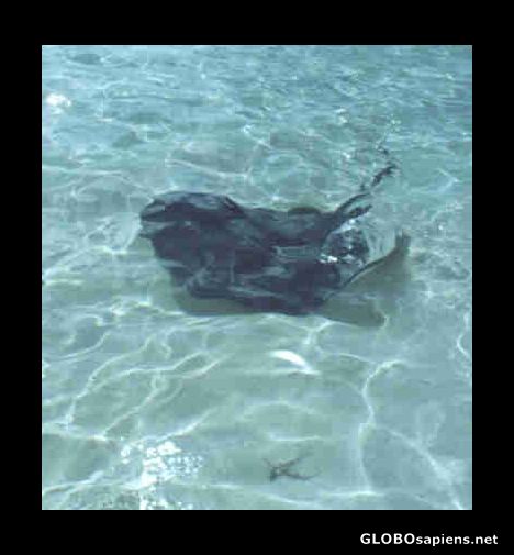 Postcard Swimming with the stingrays!