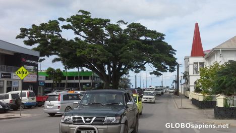 Postcard Raintree in Nukualofa
