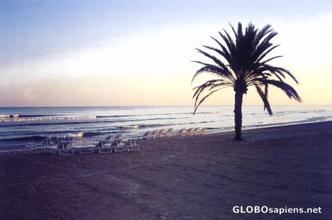 Lonely Palm