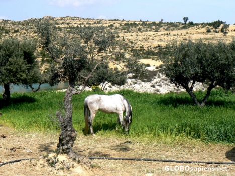 Postcard Grazing horse