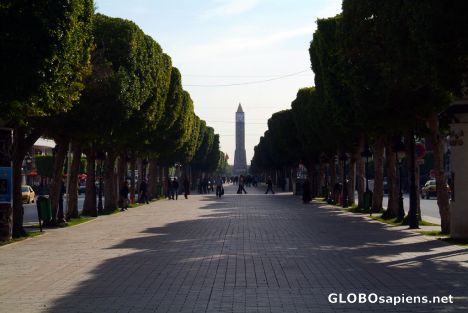 Postcard Tunis (TN) - Avenue Bourgiba