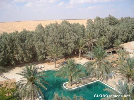 Postcard Oasis-Ksar Ghilane-Sahara