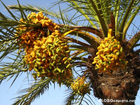 Postcard Deglet Nour Dates