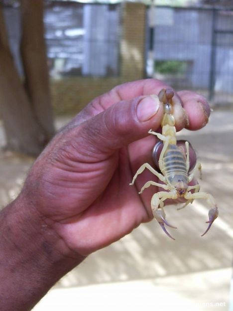 Postcard scorpian