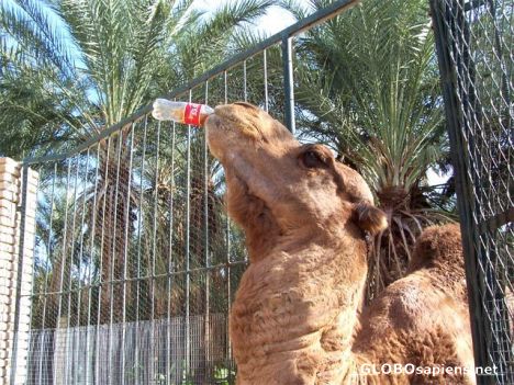 Postcard camel drinking cola