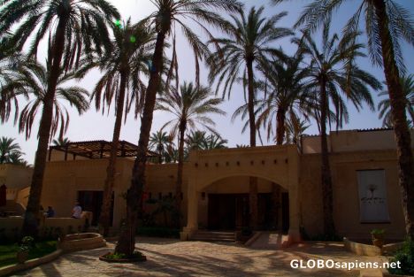 Postcard Tozeur (TN) - Eden Palm at the oasis