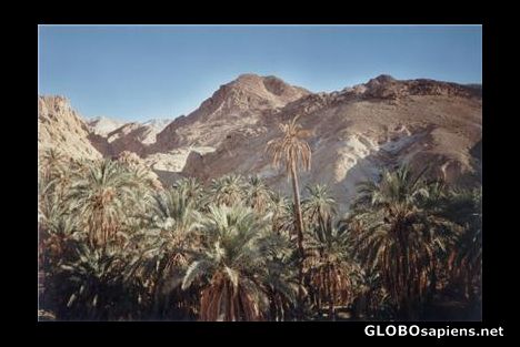 Postcard Oasis in Chebika