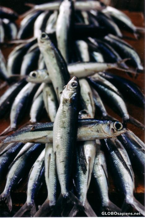 Postcard Fish Dispaly at Bacau Market