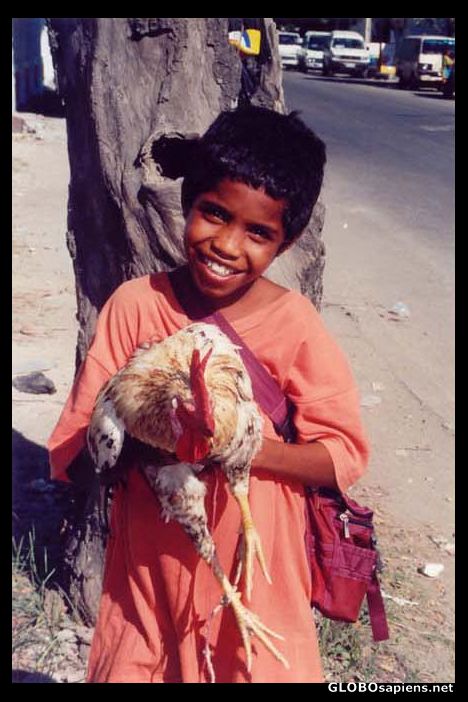 Postcard Want to buy a rooster?, Dili