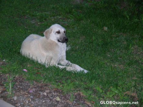 Postcard Kangal