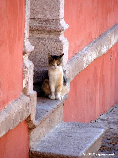 Postcard Cunda cats