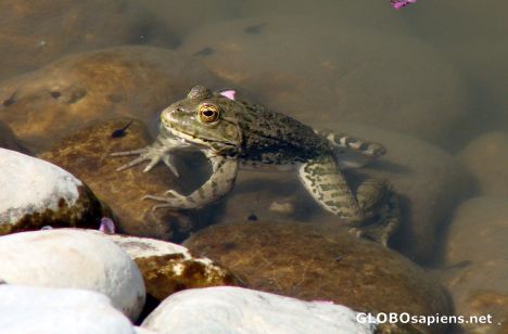 Postcard little frog