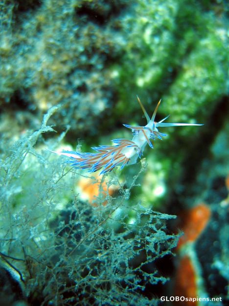 Postcard Colorfull nudibranch