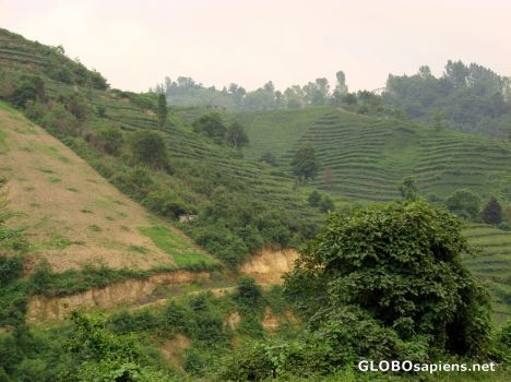 Postcard tea gardens