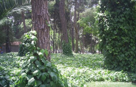 Postcard sea of ivy