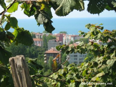 Postcard Hazelnut garden / ünye